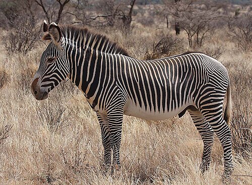 Grevy's zebra